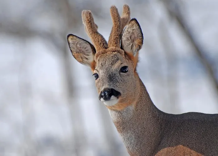 Maison d'hôtes Sonnmatt Bergpension & Gesundheitszentrum Ebnat-Kappel