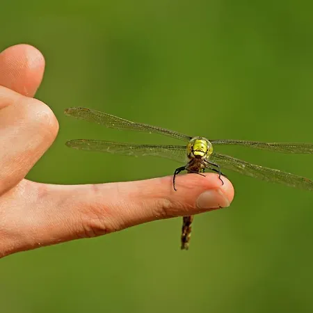 Sonnmatt Bergpension & Gesundheitszentrum Maison d'hôtes Ebnat-Kappel
